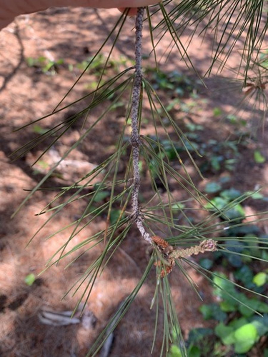 <p>Foliage: Thin and petite soft like needles, usually fascicles are 2 with smaller paper base. Bark lighter grey, trunk has some texture branches smooth, Bright/light</p>