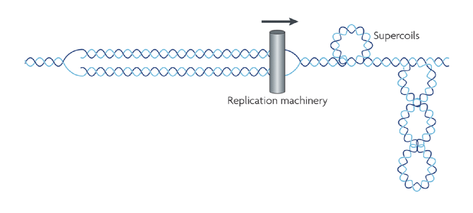 <p>relaxes supercoils caused by replication fork</p>
