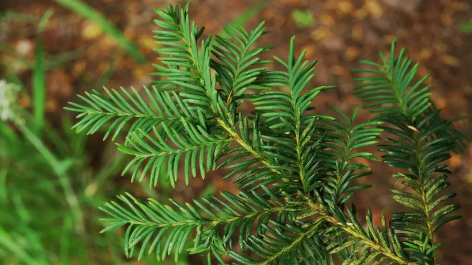 <p>Common name: Yew</p><p></p><p>Genus: Taxus</p><p></p><p>Species: spp.</p><p></p><p>Family: Taxaceae</p>