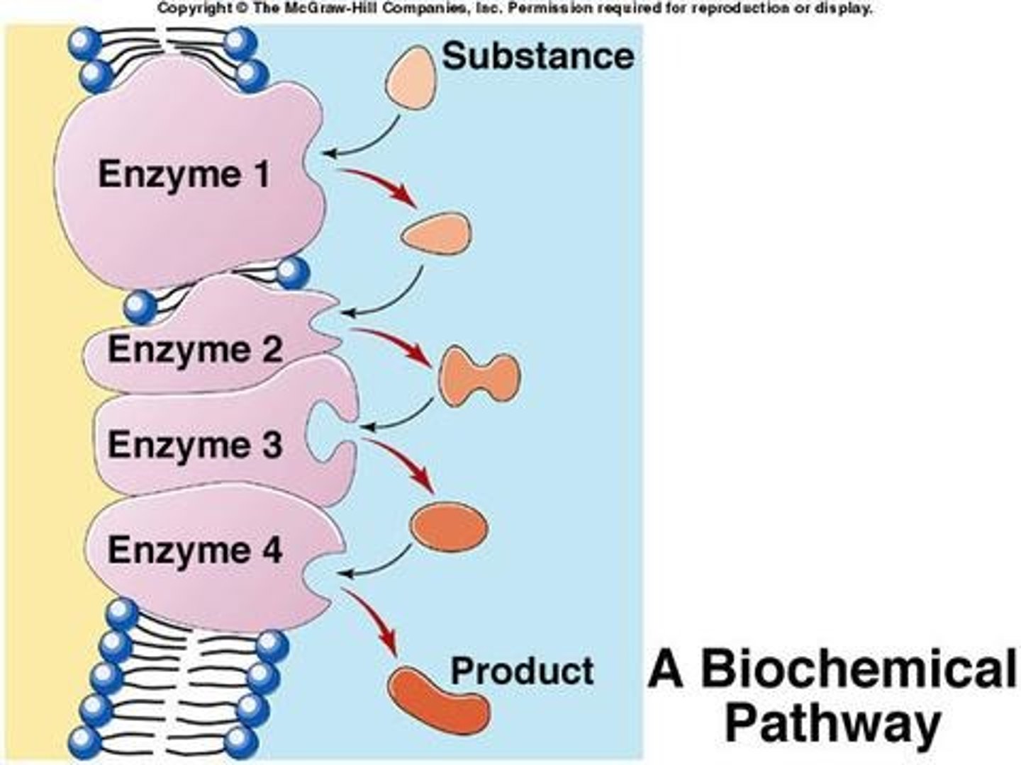 <p>a series of chemical reaction "steps"</p><p>- converts some original molecule to various "intermediates", and eventually to some final product</p><p>- requires a different enzyme for each reaction</p><p>- these pathways comprise all cellular metabolism</p>