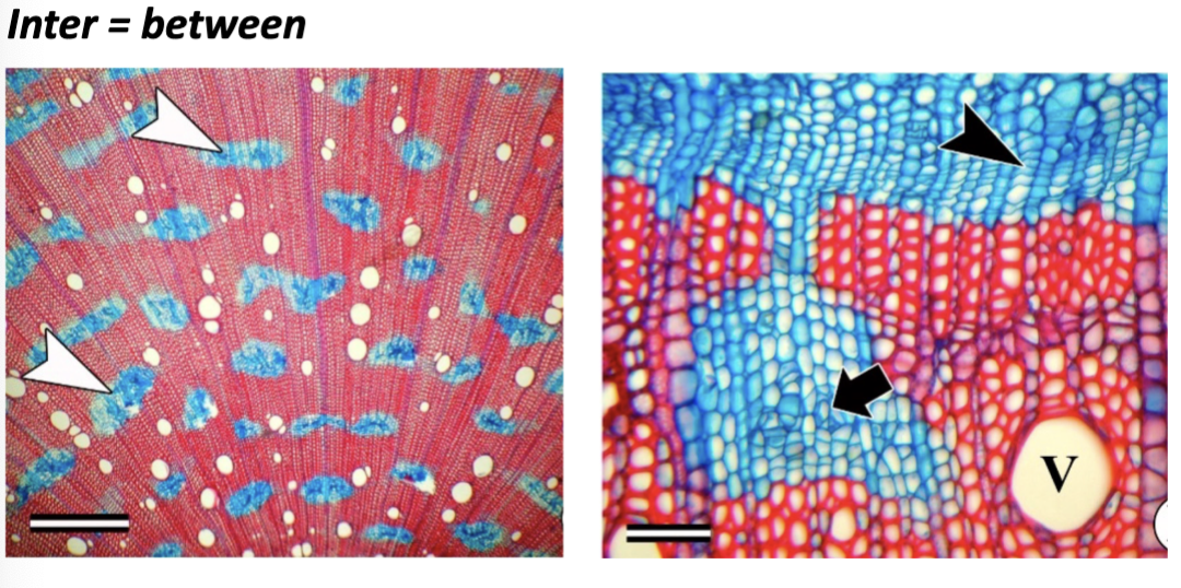 <p>Vascular cambium makes secondary phloem instead of xylem, but goes back to making the xylem later on</p>