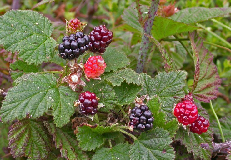 <p>California blackberry</p>