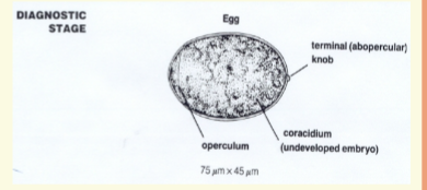 <p><span>Recovery of ova or</span><br><span>Proglottids in feces</span><br><span>4 Ova:</span><br><span>– yellow brown</span><br><span>– 70 x 45 um, oval</span><br><span>– thin double contoured</span><br><span>shell</span><br><span>– inconspicuous operculum at</span><br><span>one end</span><br><span>– terminal knob at</span><br><span>abopercular end (may see)</span><br><span>4 unembryonated</span><br><span>4 may be confused with</span><br><span>Paragonamus ova</span></p>