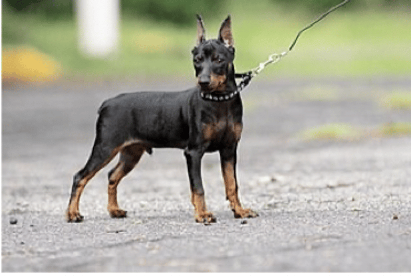 <p>FCI - 2, tiny, can have cropped ears</p>