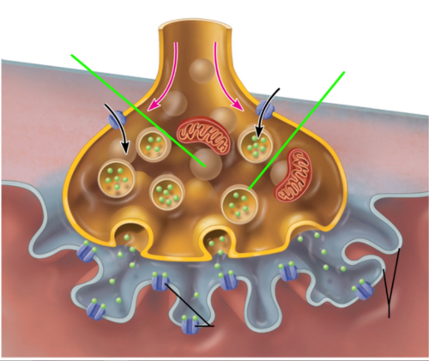 <p>The tiny, sacklike containers for neurotransmitters.</p>