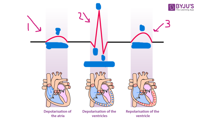 <p>what is segment 3?</p>