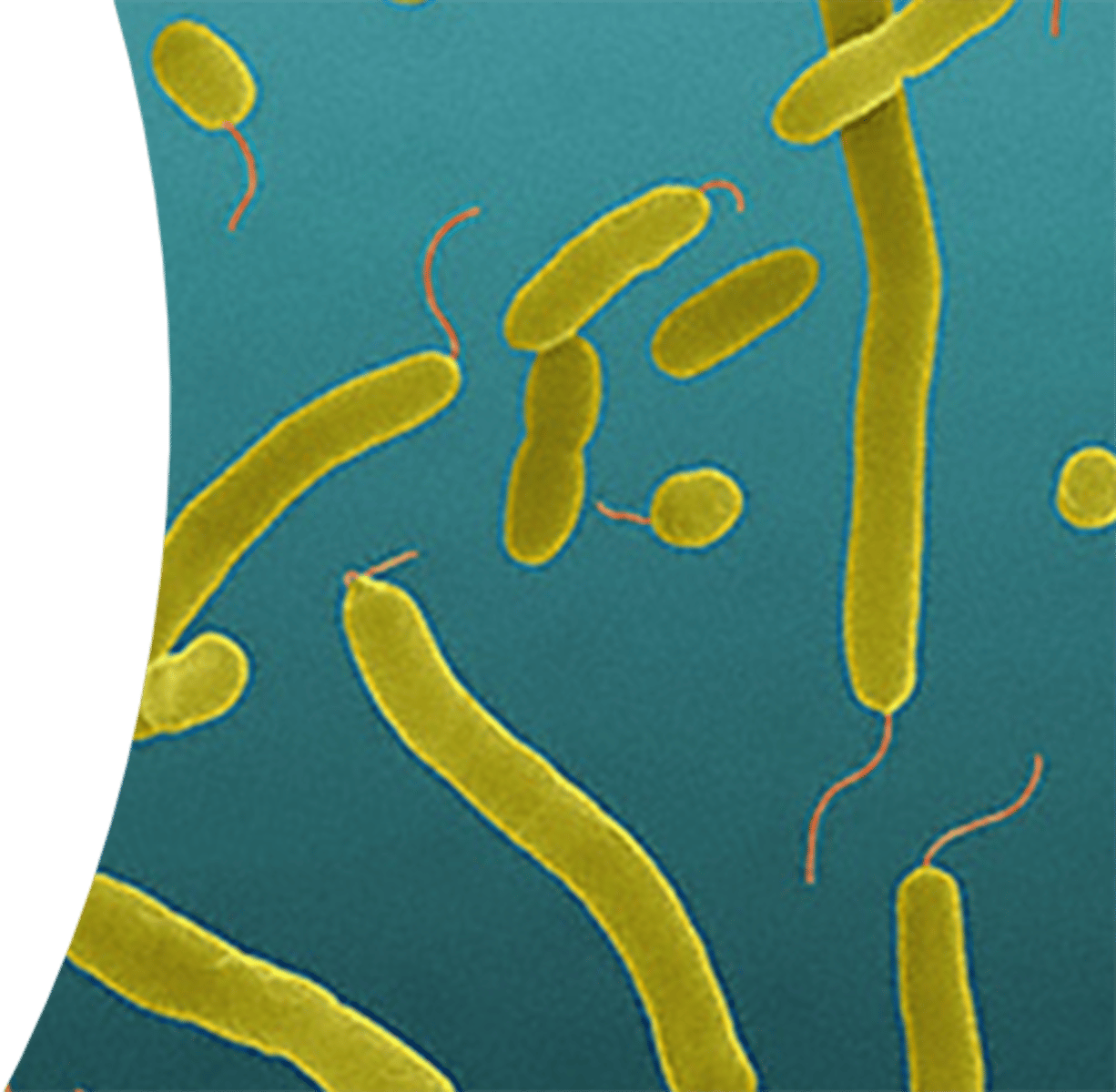 <p>Vibrio parahaemolyticus poisoning is associated with which foods</p>