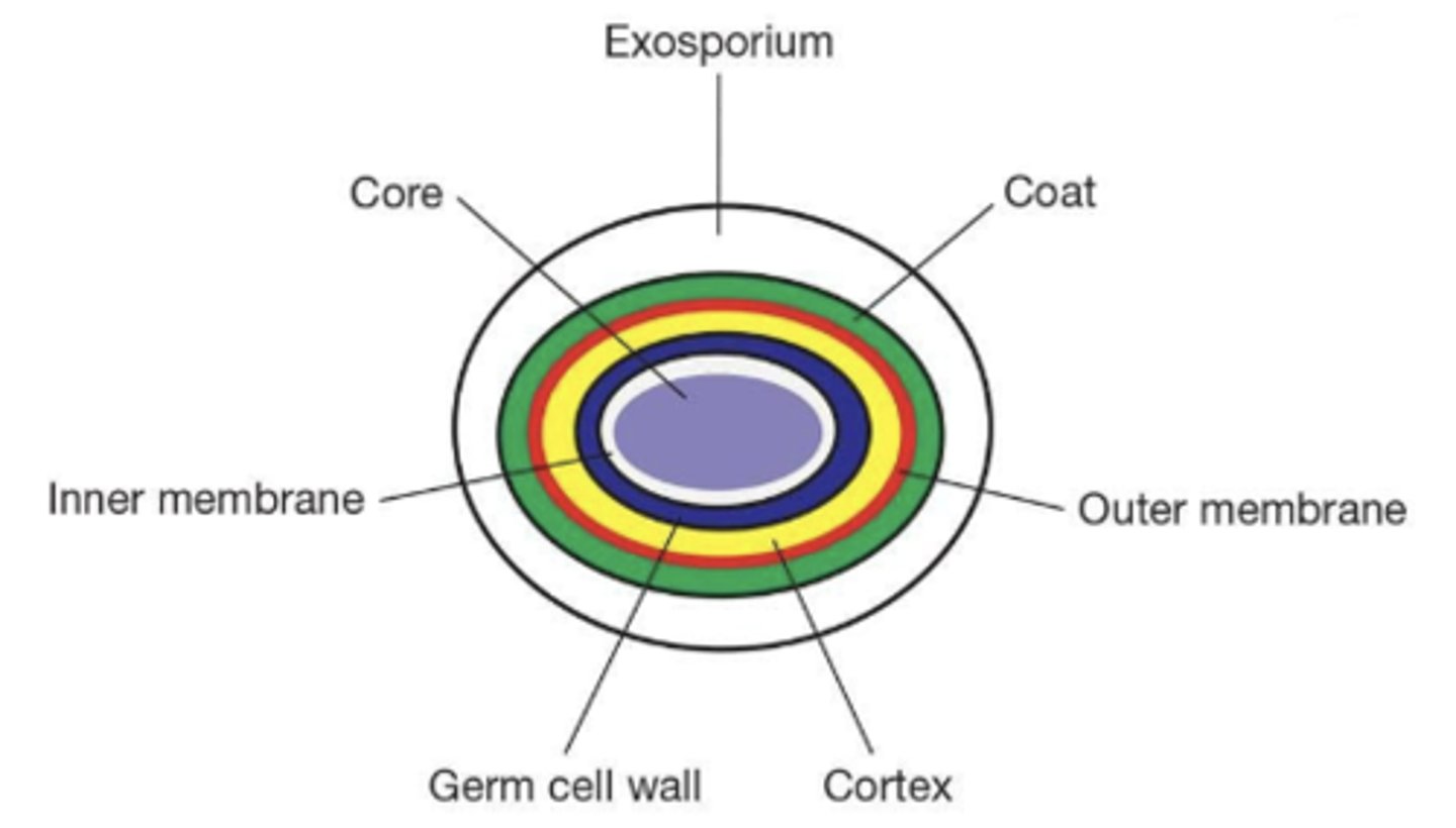 <p>exosporium</p>