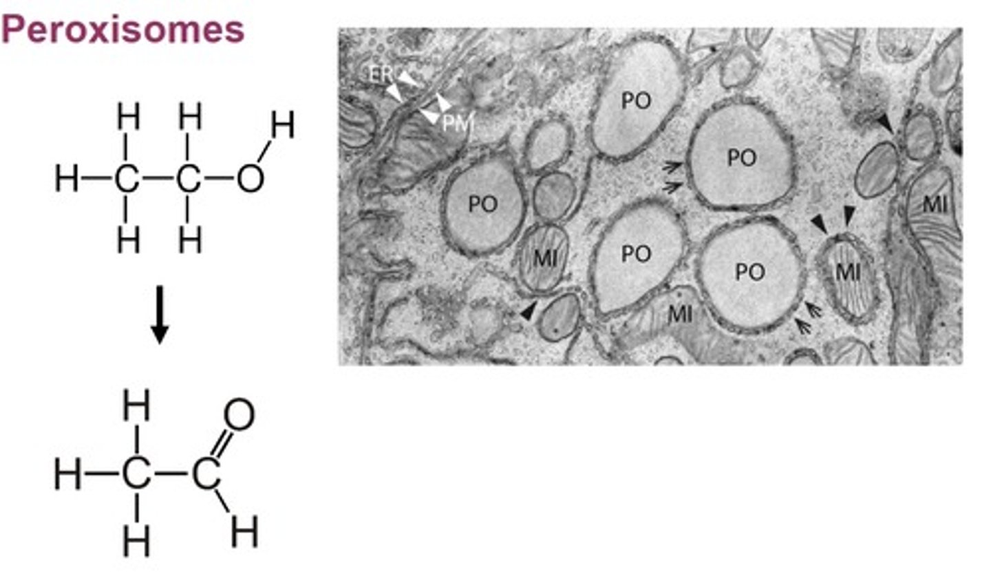 <p>- don't come directly from the Golgi</p><p>- they pick up membrane components from the cytoplasm</p><p>- carries out numerous functions, some of which produce hydrogen peroxide (H2O2) as a by product</p><p>- enzyme catalase breaks down H2O2</p><p>2H2O2 ---> 2H2O + O2</p><p>- detoxify polar drugs (ethanol)</p><p>- converts OH to carbonyl</p><p>- acetaldehyde buildup gives you a hangover</p>