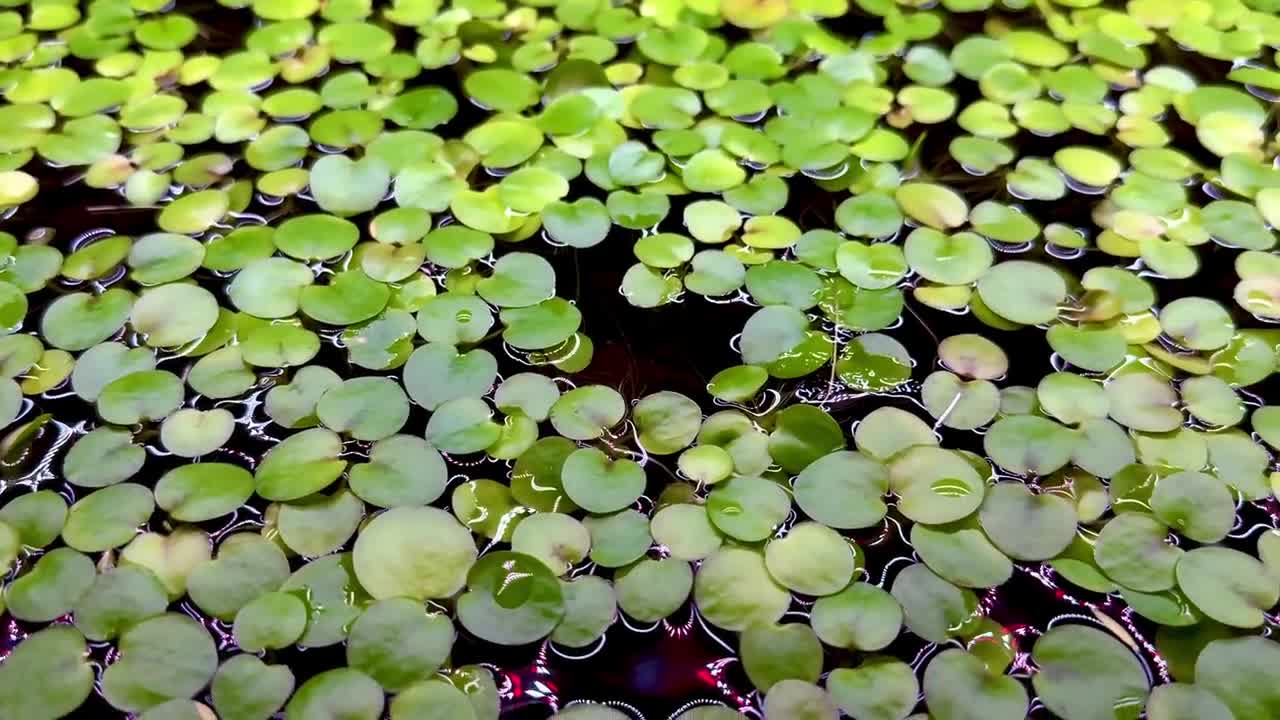 <p>West Indian spongeplant (Invasive)</p>