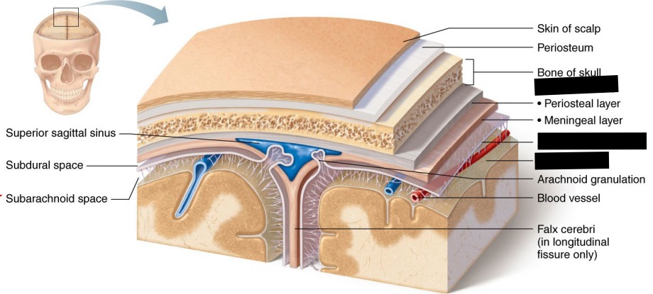 <p>Identify and Describe the Meninges: </p>