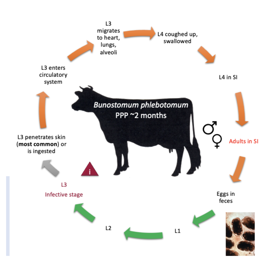 <p>Pathogenesis and signs: </p><ul><li><p><span style="background-color: transparent;"><span>Hematophagous(blood feeders) though generally nonpathogenic; but, heavy infection can produce clinical signs including anemia, intermittent diarrhea, and rapid weight loss&nbsp;</span></span></p></li></ul><p>What can they cause in humans→ </p><ul><li><p><span style="background-color: transparent;"><span>Can cause short-lived CLM(cutaneous larval migrans)&nbsp; in humans</span></span></p></li></ul><p>Life cycle→ </p><ul><li><p>Larvae penetrates skin of cow→ go into blood→ lungs→ alveoli→ small intestine→ produce eggs and is where larval stage emerges which is infectious stage.</p></li></ul><p></p>