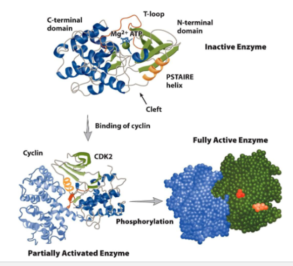 <ul><li><p><strong>Partial activation of CDK</strong></p><ul><li><p>binding cyclin to CDK<strong> causes conformational change</strong></p><ul><li><p>T loop moves away from entrance of active side</p></li></ul></li></ul></li><li><p><strong>Fully activation of CDK</strong></p><ul><li><p><strong>phosphorylation</strong> of THr160 in T loop by CDK-activating kinase (CAK)</p></li><li><p>stabilizes active site (catalytic cleft)</p></li></ul></li></ul><p></p>