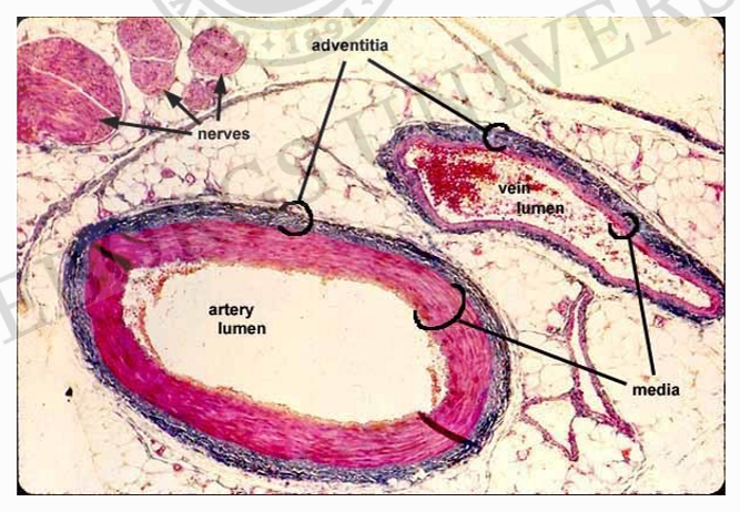 <p><strong>Artärer</strong></p><ul><li><p><u>Utseende</u>:Tjock muskelvägg, rund utspänd form</p></li><li><p><u>Placering</u>: centralt</p></li><li><p>Längst ut- lägre blodtryck- muskelvägg försvunnit helt(endast endotel)→ förenklar utbyte</p></li></ul><p><strong>Vener</strong></p><ul><li><p><u>Utseende</u>: Tunn muskelvägg, ej utspänd(veckad, ojämn,slapp) Kan dilaterera/ spännas ut</p></li><li><p><u>Placering</u>: mer mot kroppsyta</p></li></ul><p></p>