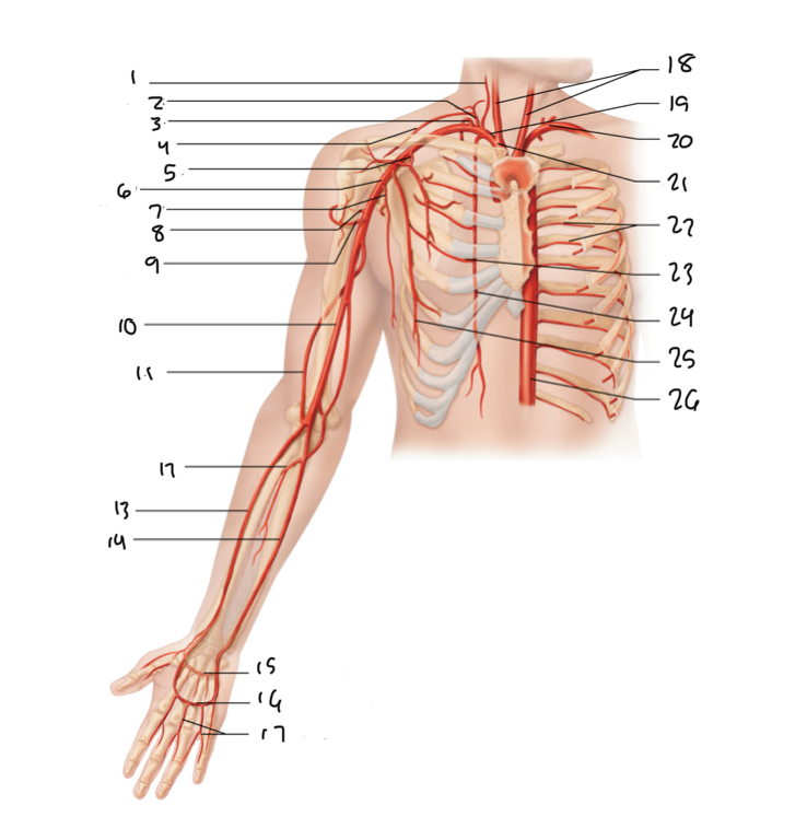 <p>19</p>