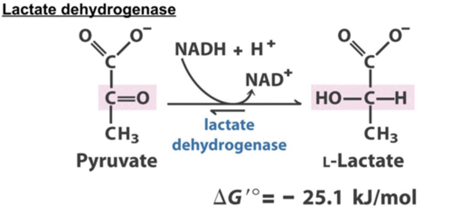 <p>Reduce pyruvate to lactose</p><p>This acidification of muscle tissue prevents it from continuing strenuous work</p><p>The lactate can be transported to the liver and converted into glucose</p>
