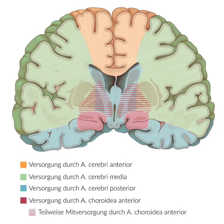 <p>B. Middle cerebral artery (A. cerebri media)</p>