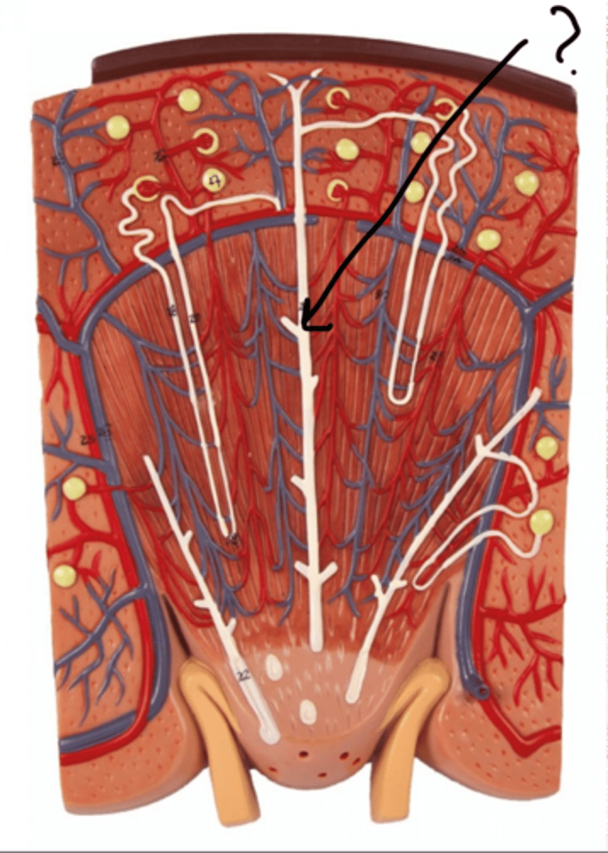 <p>Name this segment</p>