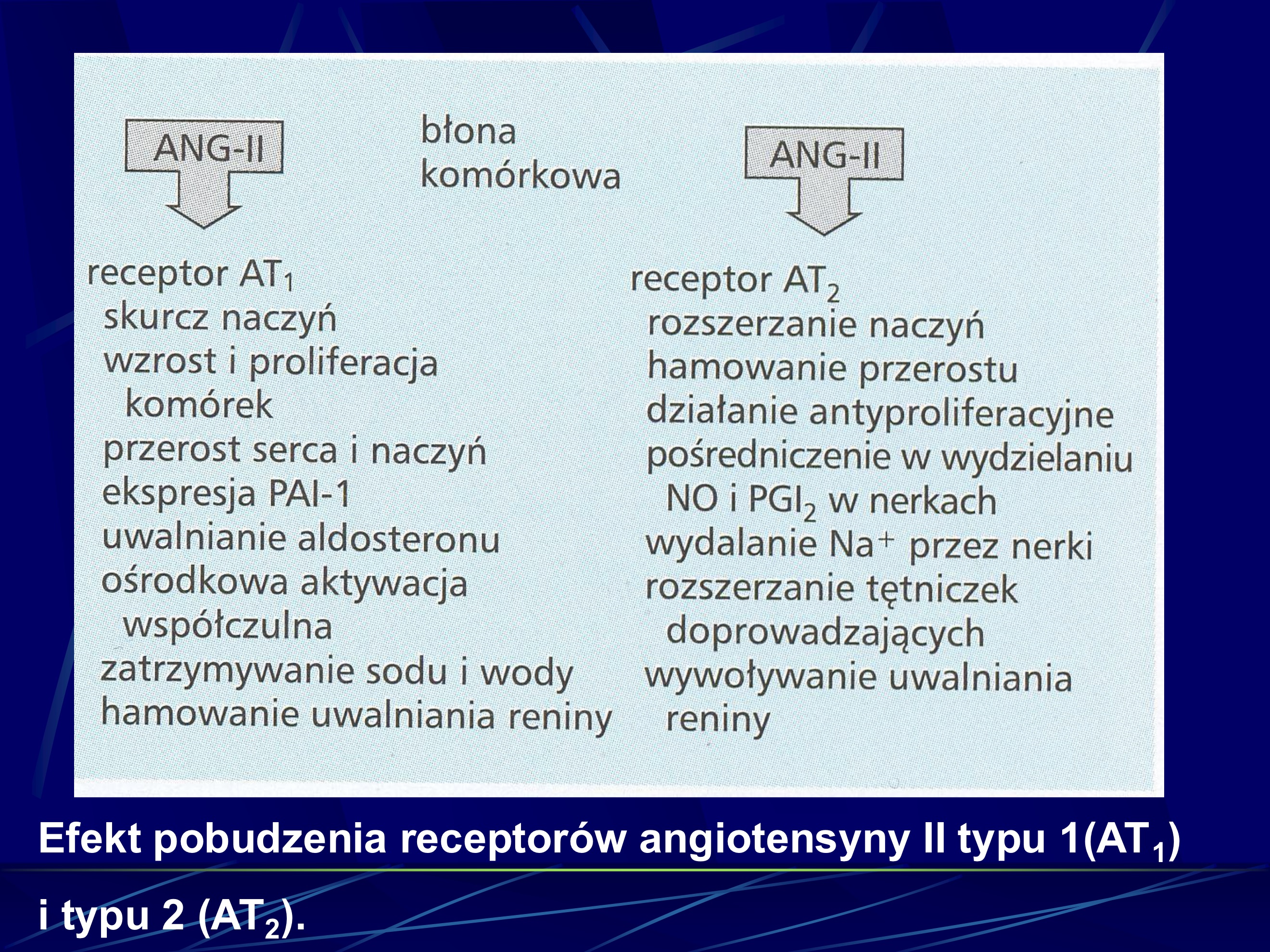 <ul><li><p>pobudzenie AT1 przyczynia się do NT</p></li></ul><p></p>