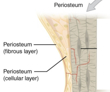 <p>Contains fibroblasts and dense connective tissue (periosteum layer)</p>