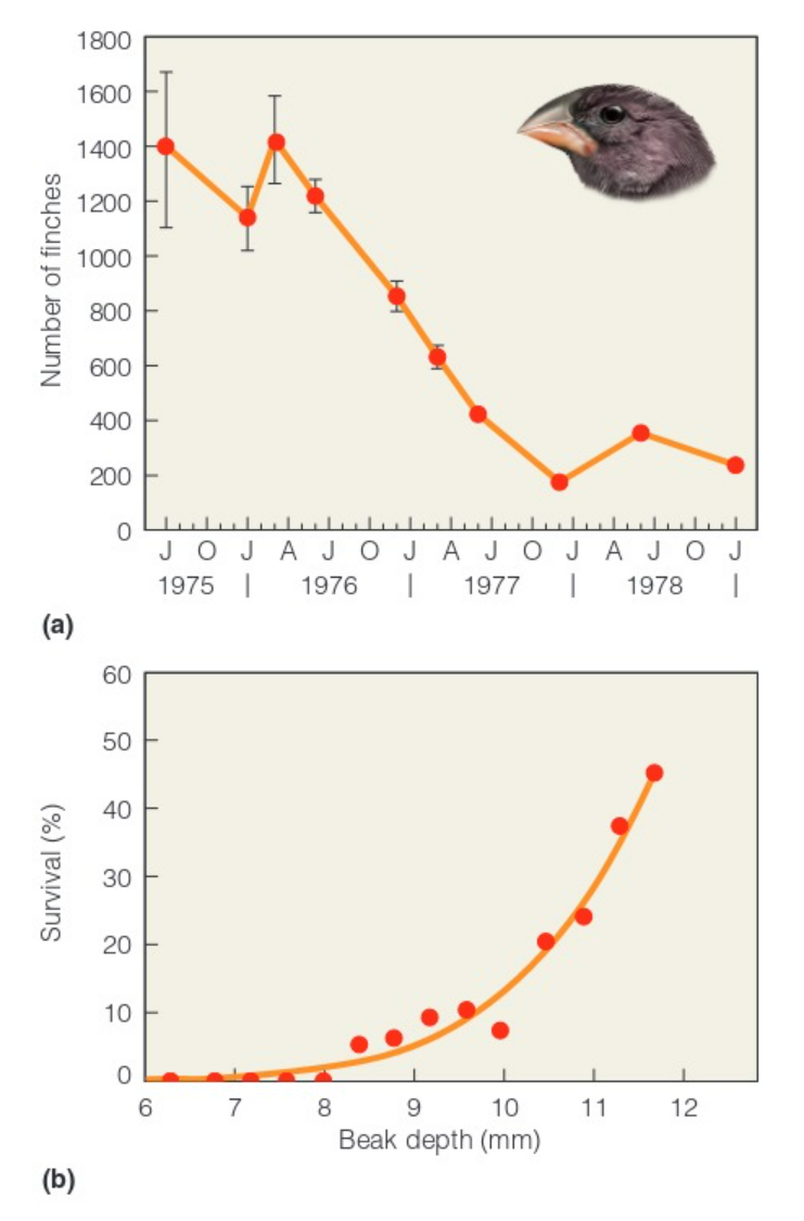 <p>birds that survived had deeper beaks so what was the target of selection and selective agent?</p>