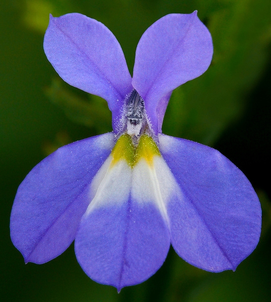 <p>True Blue</p>