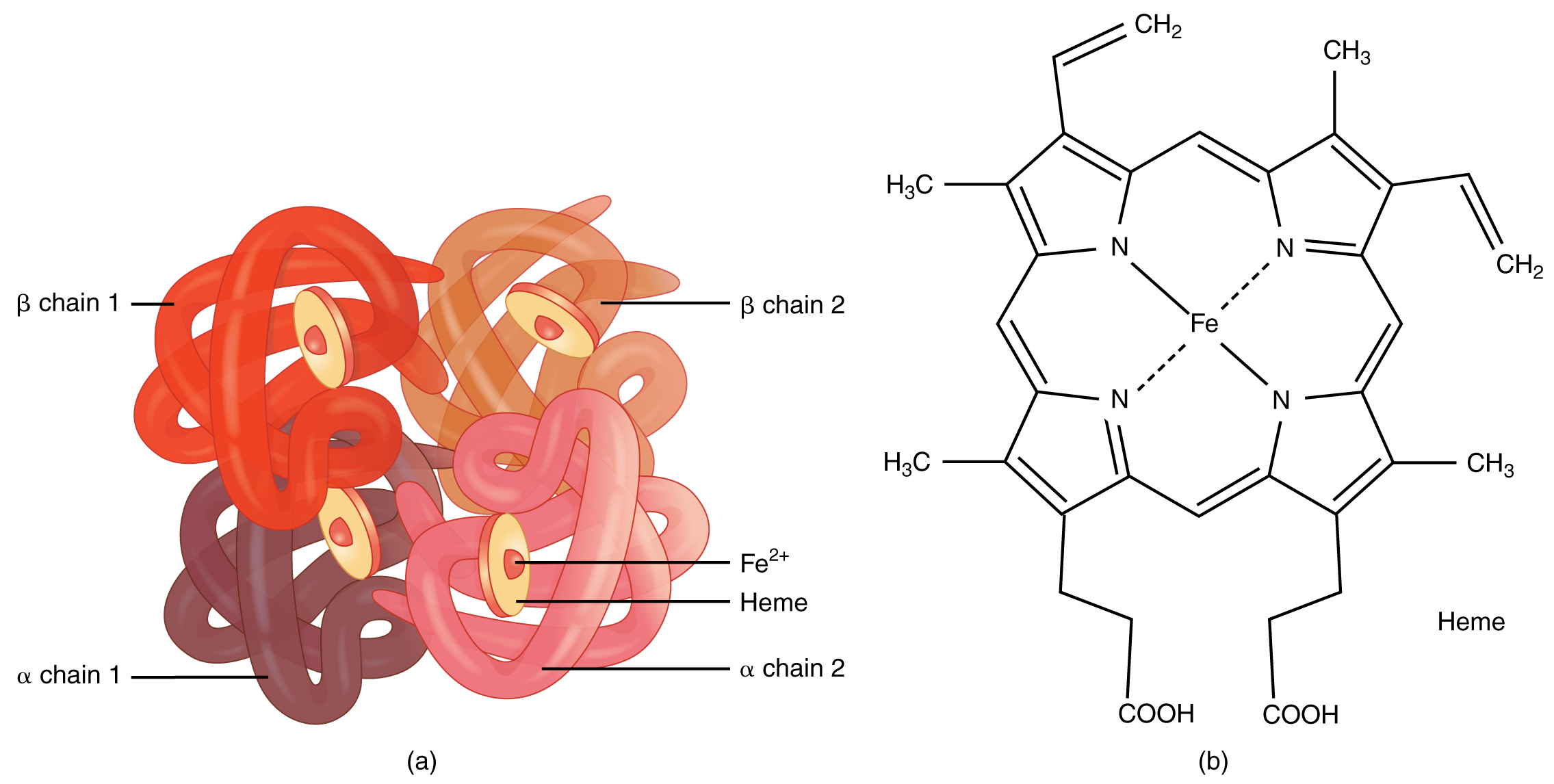 <ul><li><p>zwei Paare von Polypeptiden verbinden sich kugelförmig Molekül</p></li><li><p>Jede Peptidkette enthält eine Häm-Gruppe, die ein Eisen-Ion enthält</p></li><li><p>Jedes Fe kann ein Sauerstoffmolekül binden</p></li></ul>
