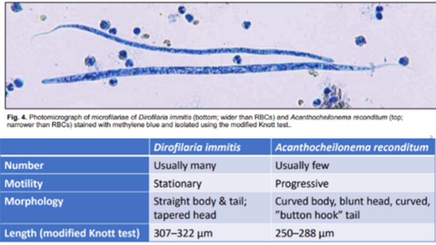 <p>Does the following describe Dirofilaria immitis & acanthocheilonema reconditum?</p><p>-Curved body, blunt head, curved, "button hook" tail</p><p>-Progressive motility</p><p>-Usually few in #</p><p>-Narrower than RBC</p>