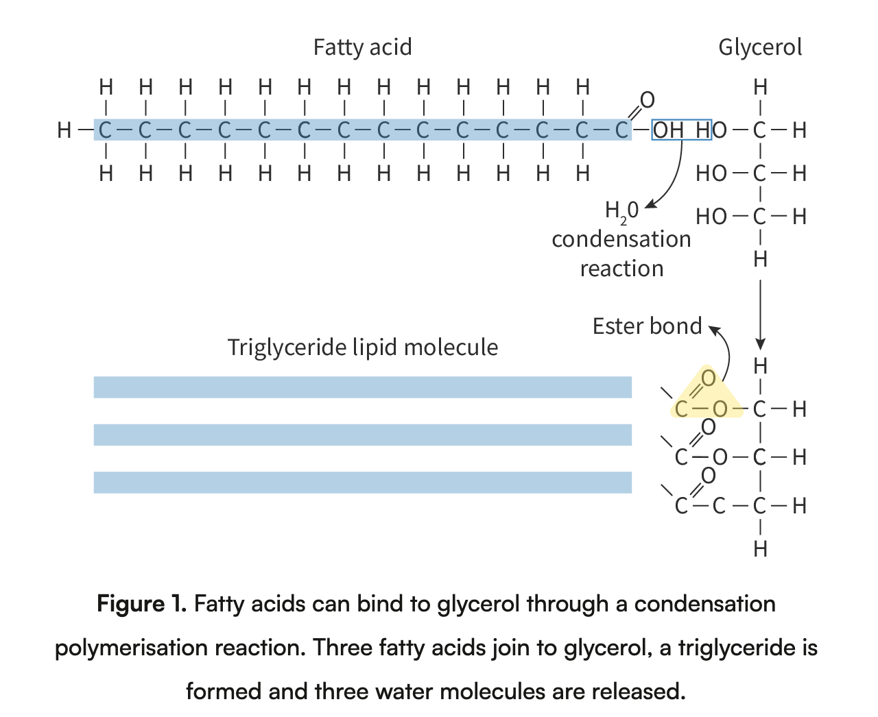 <p>Triglycerides: Formed by condensation of one glycerol molecule and three fatty acid molecules. Whenever a fatty acid molecule joins the glycerol molecule, a water molecule is released. Bond between the glycerol molecule and the fatty acid molecule is called an ester bond.&nbsp;</p><p>Phospholipids: Consists of a glycerol molecule with a phosphate group and two fatty acids. Similarly to triglycerides, when two fatty acids join the glycerol phosphate molecule, and ester bond is made and water is released.&nbsp;</p>