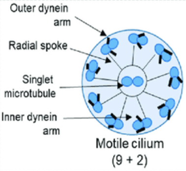 <ul><li><p>Composed of over 600 polypeptides. </p><ul><li><p>This complexity results in very fine control of how they beat. </p></li></ul></li><li><p>They consist of 2 central microtubules and are surrounded by 9 doublets around the outside. ‘9 + 2’ structure. </p></li><li><p>Each microtubule doublet consists of an A and B microtubule. </p><ul><li><p>The wall of the A microtubule is a complete ring with 13 protofilaments.</p></li><li><p>The wall of the B microtubule is incomplete with only 10 protofilaments. </p></li></ul></li><li><p>Each A microtubule has inner and outer arms made of a protein called dynein.</p></li><li><p>The dynein arms connect with the B microtubule or neighbouring MTs during beating. </p></li><li><p>There would be 2 rows of several hundred dynein arms. </p></li><li><p>The whole cylindrical structure inside the cell membrane = axoneme. </p></li><li><p>At the base of cilia/flagella = basal body identical to centriole - centrioles replicate themselves to form basal body.</p></li></ul><p></p>