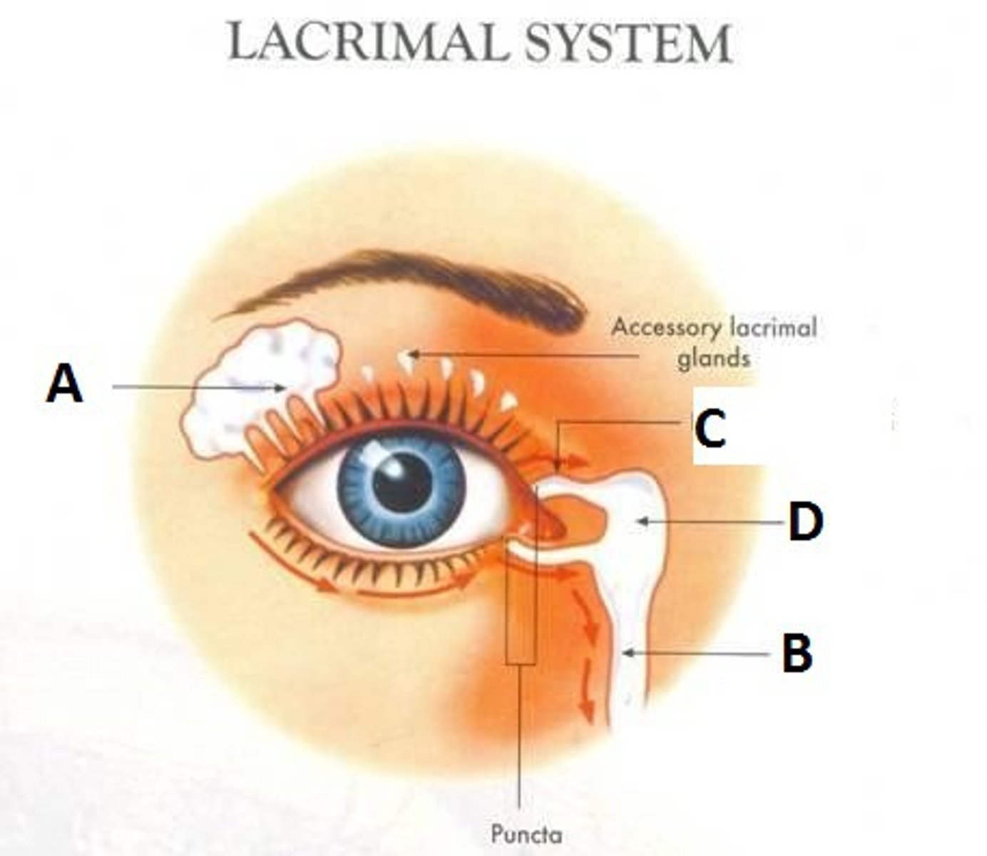 <p>Drains tears to nasal cavity</p>