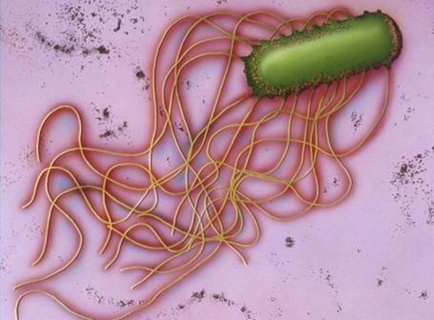 <p>flagella spread over the entire surface of the cell</p>