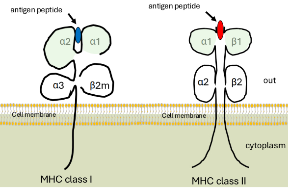 <p>MHC class I and MHC class II</p><p>Both are two-chain molecules</p><p>Both are transmembrane glycoproteins</p><p>Each MHC molecule will bind multiple antigenic peptides.</p>