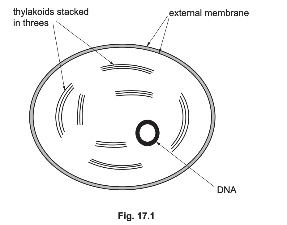 Outline the structural differences between the Chromista chloroplast in Fig. 17.1 and the chloroplasts found in flowering plants.