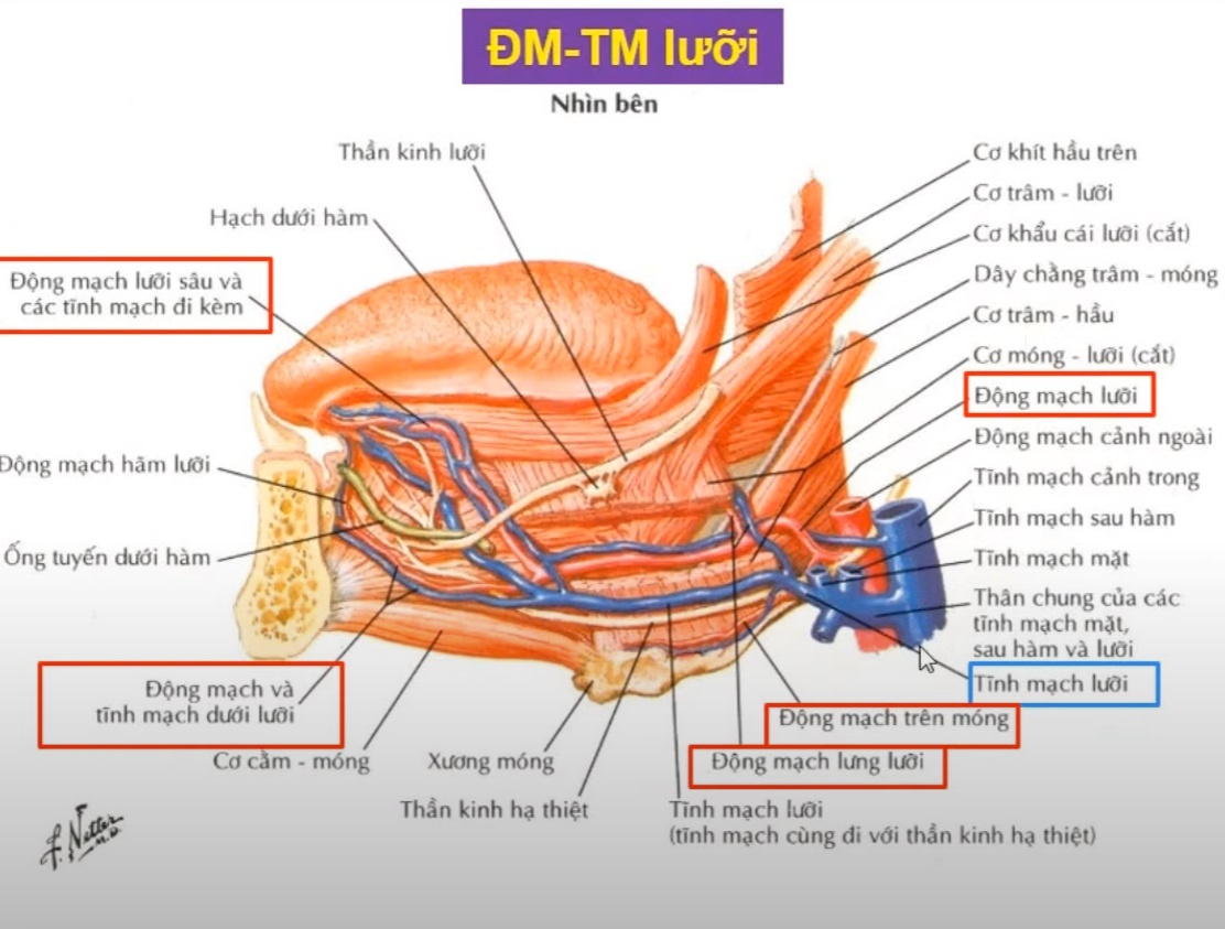 <p><strong>TK vận động cho 15 cơ lưỡi:</strong></p><ol><li><p>14 cơ còn lại ngoài trừ cơ khẩu cái lưỡi ? </p></li><li><p>Cơ khẩu cái lưỡi do TK gì chi phối vận động ? </p></li></ol><p></p>
