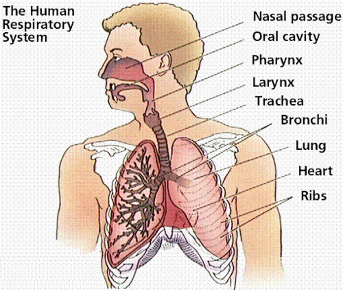 <p>takes oxygen into the body when we inhale, and releases carbon dioxide when we exhale</p>