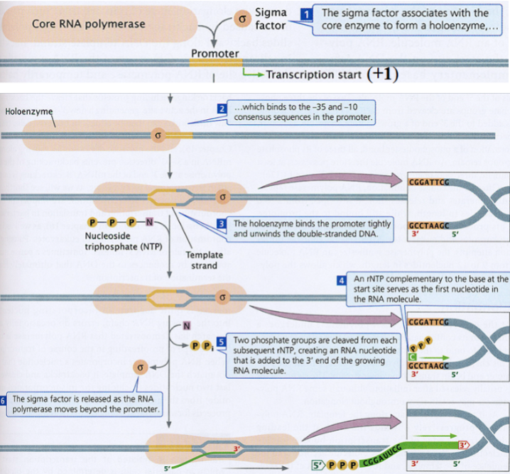 <ul><li><p>transcription is catalyzed by <strong><u>RNA polymerase</u></strong></p></li><li><p>the <strong><u>promoter</u></strong> is the binding site for RNA polymerase on the DNA molecule, right before +1, and is <em>not </em>transcribed</p></li><li><p>the <strong><u>sigma factor</u></strong> () recognizes the promoter and directs RNA polymerase to it</p></li><li><p>the DNA double helix is unwound and denatured locally</p></li><li><p><em>initiation </em>of transcription begins at the <strong><u>transcription initiation site</u></strong> (<strong>+1</strong>,<em> </em>the <em>first base to be transcribed</em>)</p></li><li><p>the sigma factor dissociates after initiation</p></li><li><p>transcription continues at ~50 nucleotides/second at 37C until the enzyme encounters the terminator sequence</p></li></ul><p></p>
