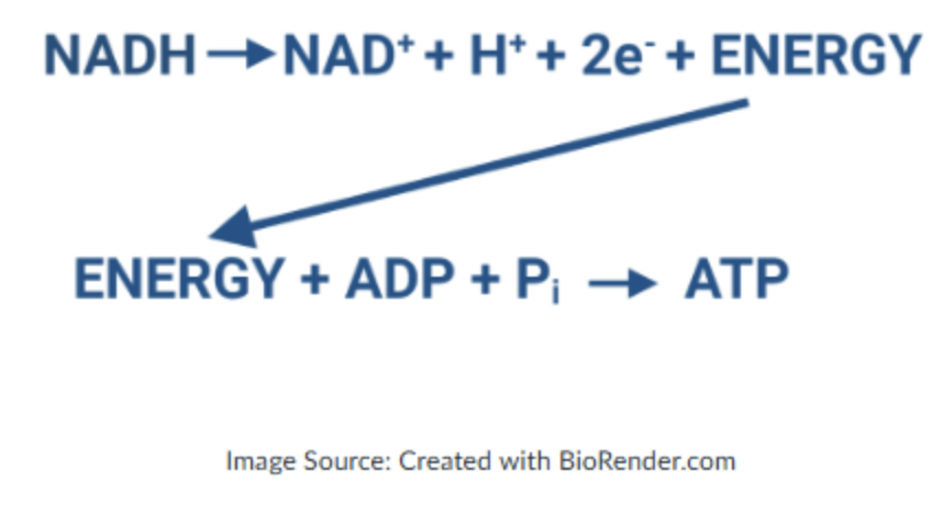 <p>What is the process of Oxidative Phosphorylation?</p>