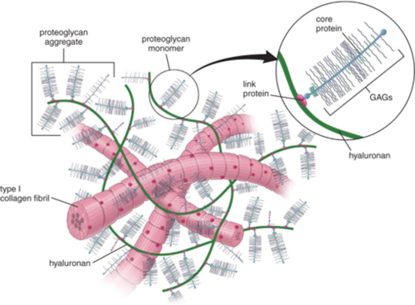 <p>-GAGs are a family of polysaccharides</p><p>-Negative charged to repel each other</p>