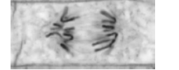 <p>The image below shows one cell the student saw in the onion tissue.</p><p>The student concluded that the cell in the image above was in the anaphase stage of mitosis. Was she correct? Give<strong> two</strong> reasons for your answer. (2) </p>