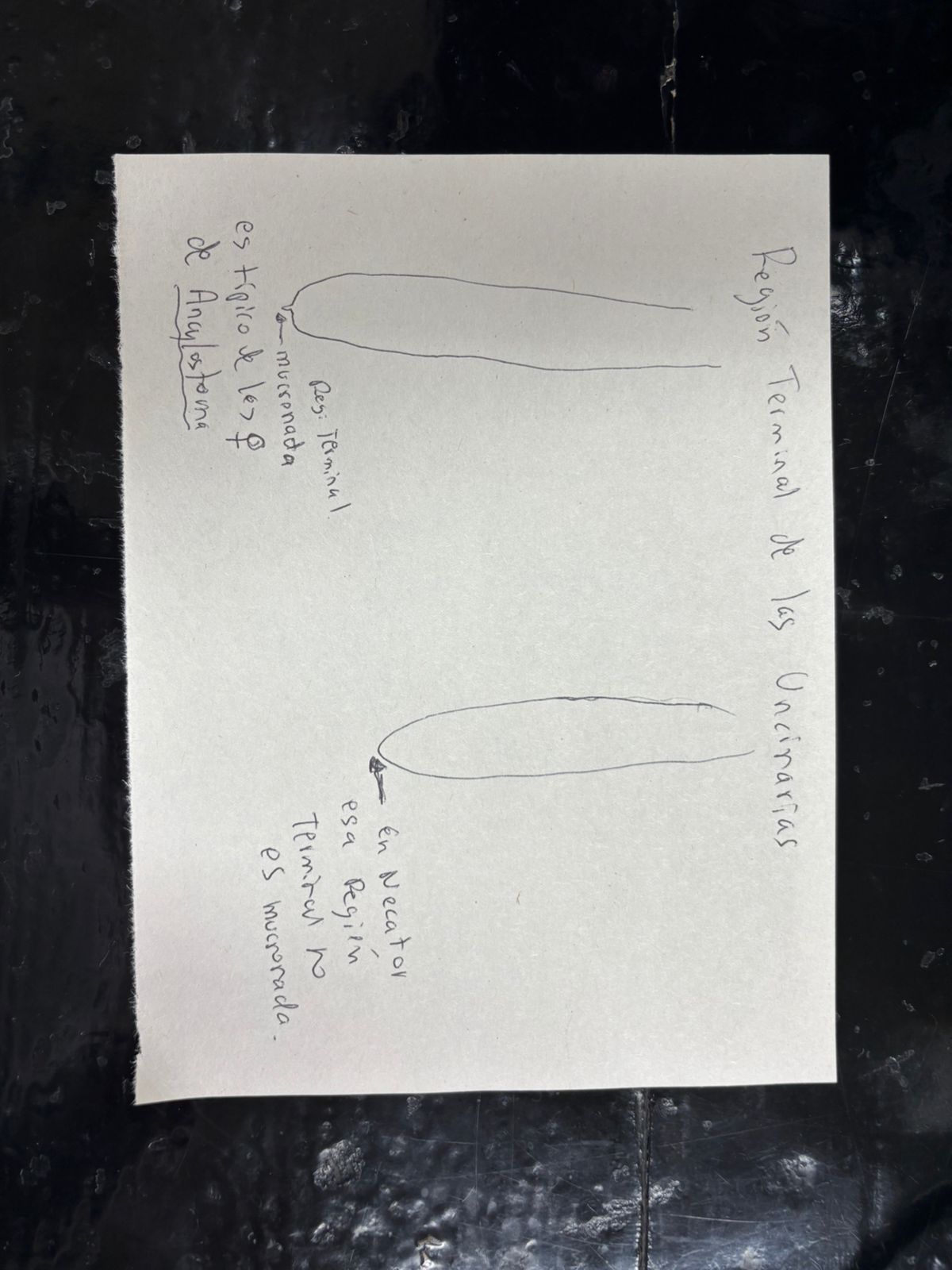 <p>Identificación: Ancylostoma sp.</p><p>Estructuras diagnósticas: presenta en su extremo posterior una espina caudal y forma fusiforme</p>