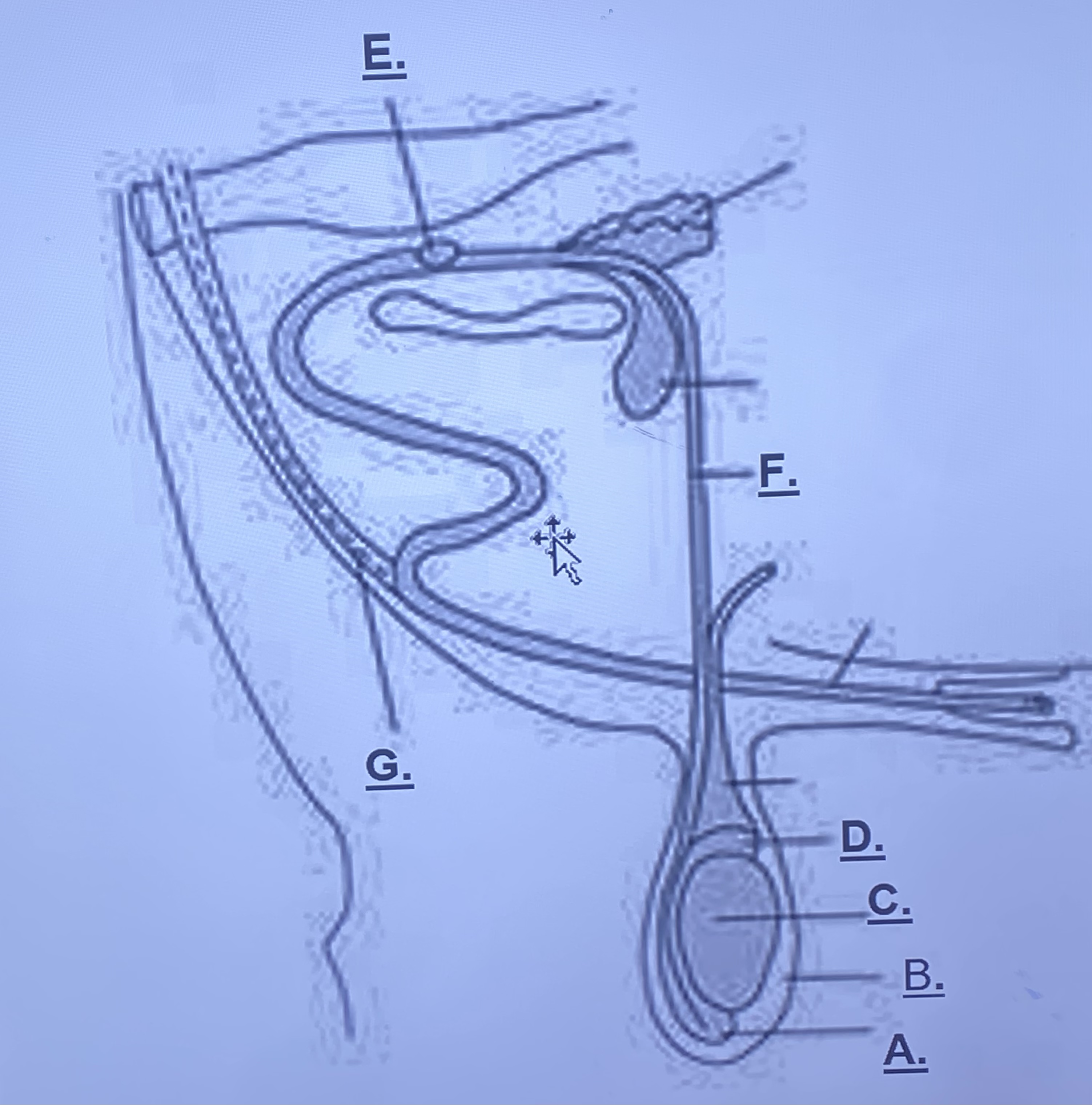 <p>Male - Prostate Gland (Unlabeled)</p>