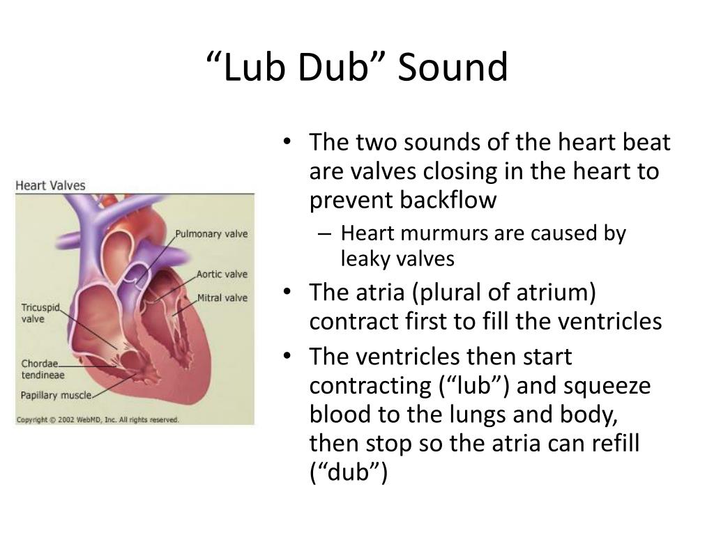 <p>heart sounds lub-dup</p>