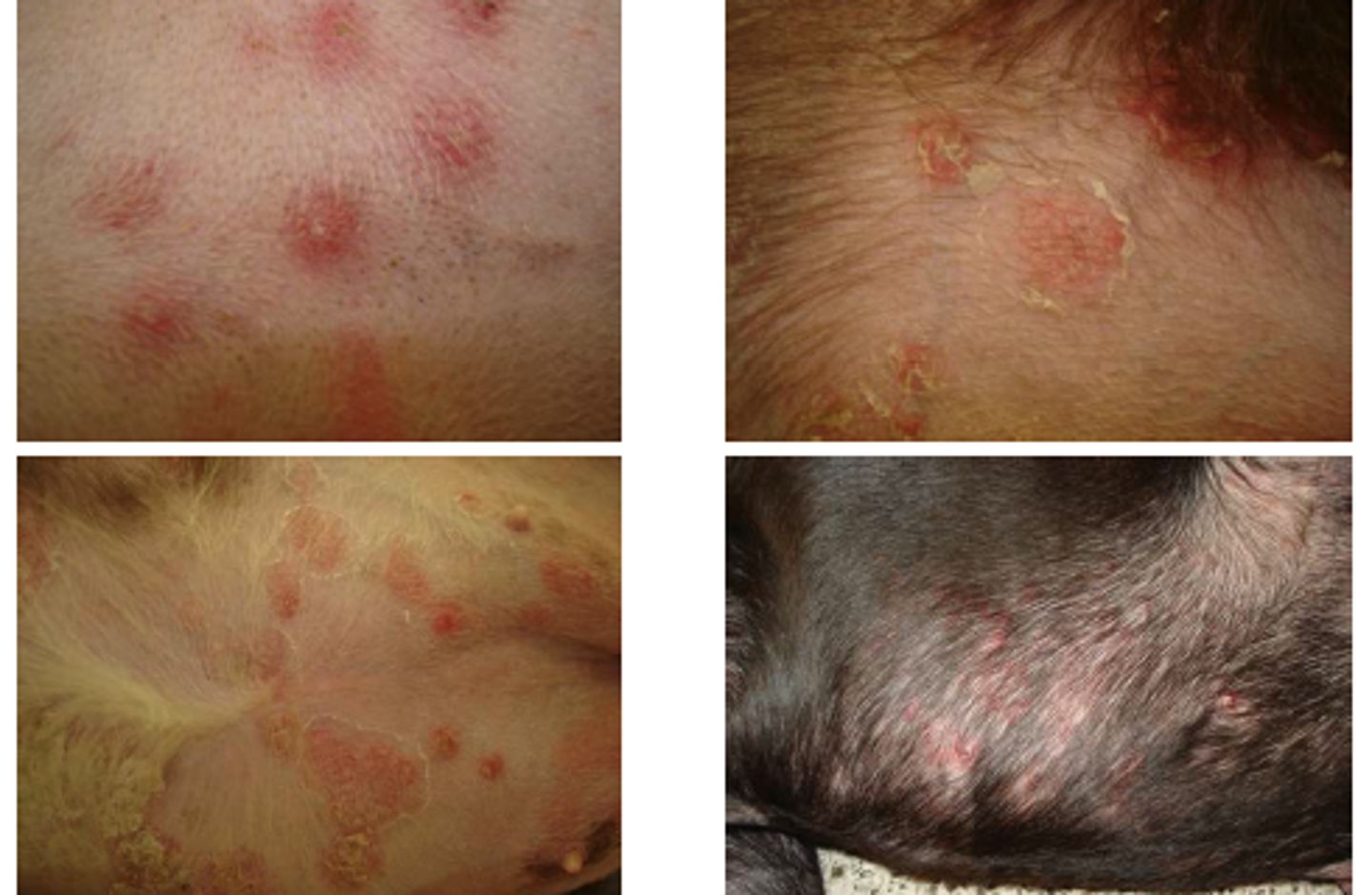 <p>staphylococcus pseudintermedius</p><p>not contagious or zoonotic</p><p>mild to severe</p><p>localized hot spots</p><p>treatments: antibiotics, shampoos</p>