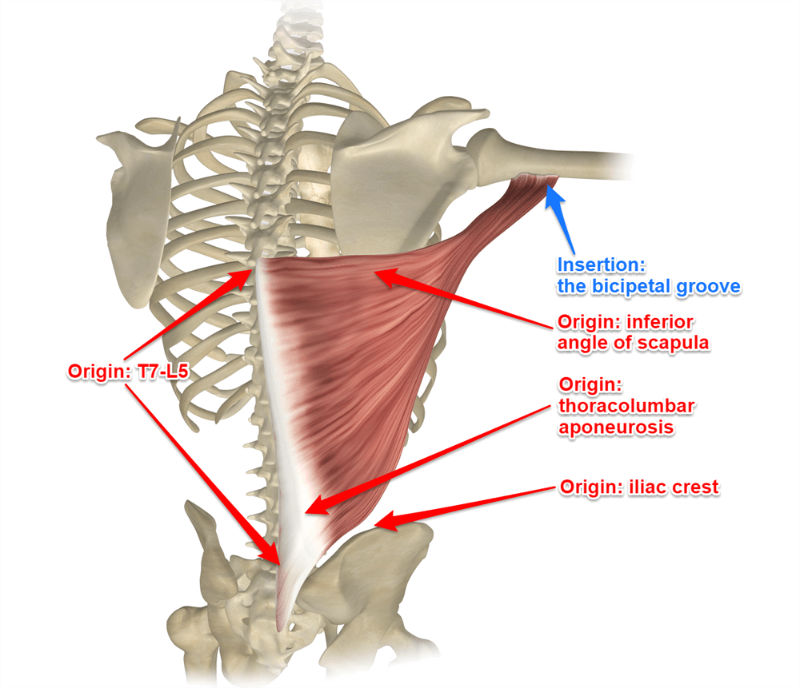 <ul><li><p>lat pull down </p></li><li><p>shoulder extension</p></li></ul><p></p>