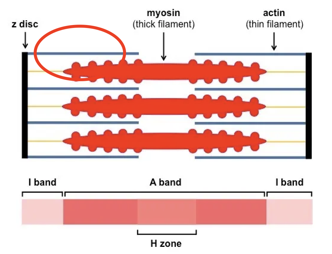 <p>Length of the thin filament</p>