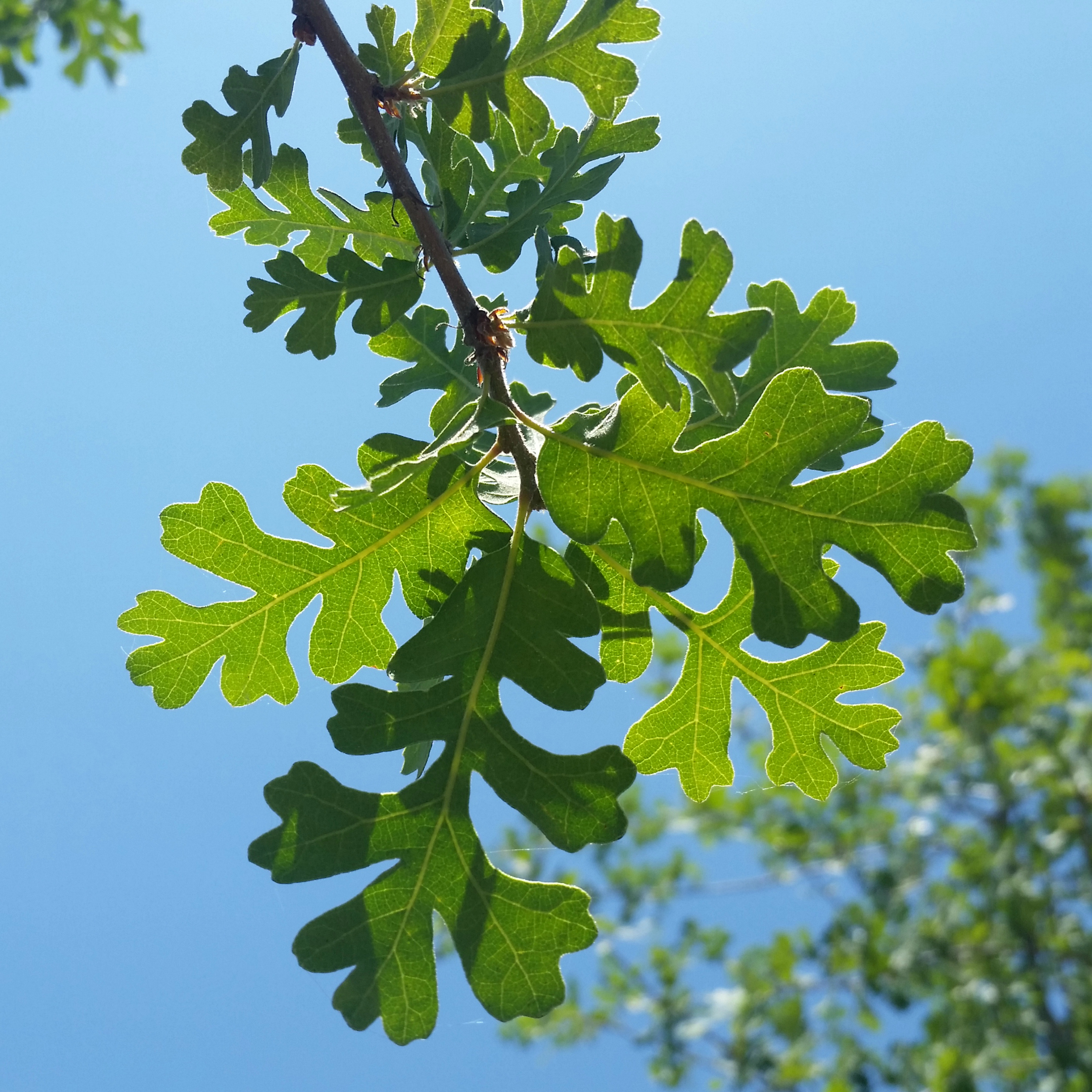 <p>Valley Oak</p>