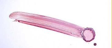 <p>A non-blood bearing object moves through a wet bloodstain, altering the appearance of the original stain</p>