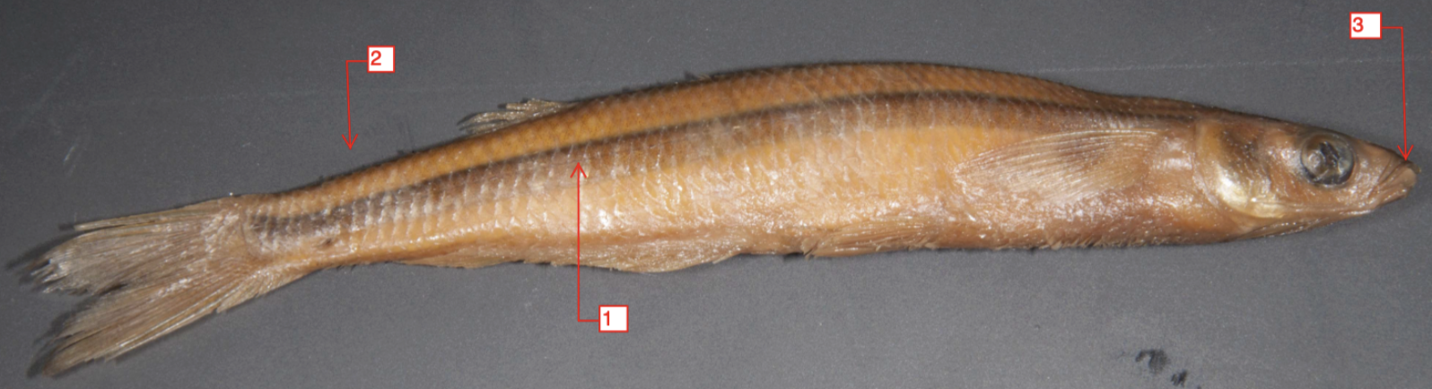 <p>!</p><p>phylum</p><p>subphylum</p><p>superclass</p><p>class</p><p>subclass</p><p>infraclass</p><p>order</p>