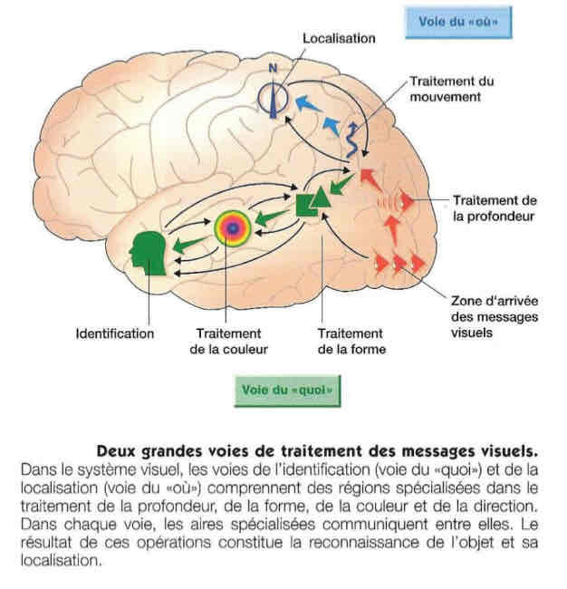 <p>QUOI : reconnaître</p><p>OU : localiser</p>